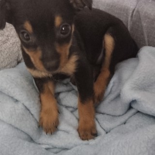 Dog breed Dama