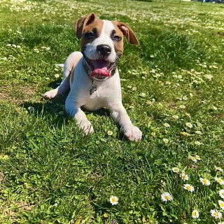 Dog breed Simba