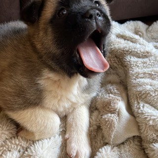 Raza de perro Dakota