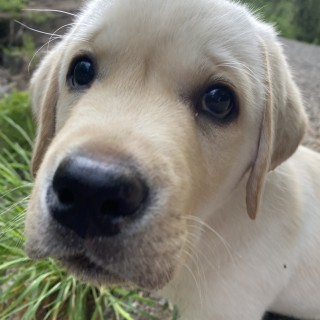 Dog breed Karlsson