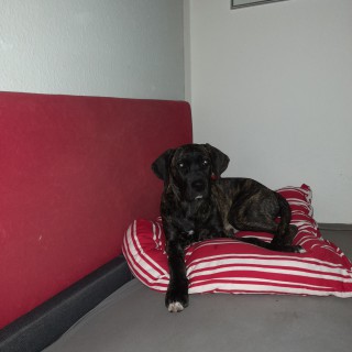 Dog breed Polly