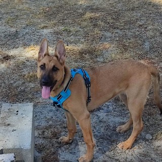 Dog breed ADA