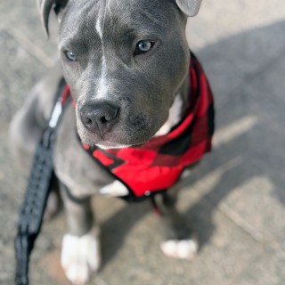 Raza de perro Bailey