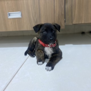 Dog breed Igris