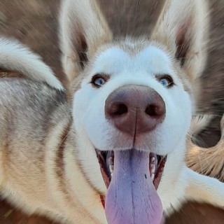 Raza de perro Kugis Bizcocho Princess Dayana