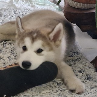 Dog breed Rocky