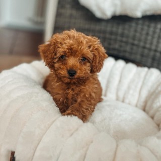 Raza de perro Archie