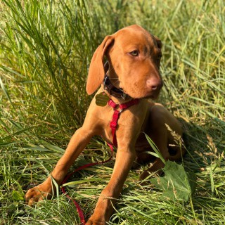 Dog breed Indiana