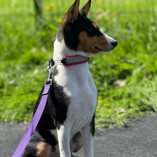 Raza de perro Bubbles