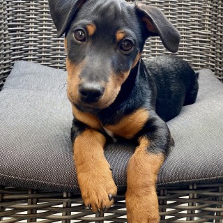 Dog breed Cody