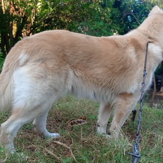 Raza de perro Samantha