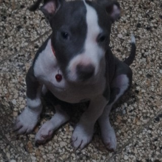 Raza de perro Dilara