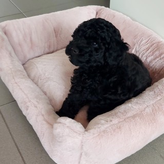 Raza de perro Sloeber