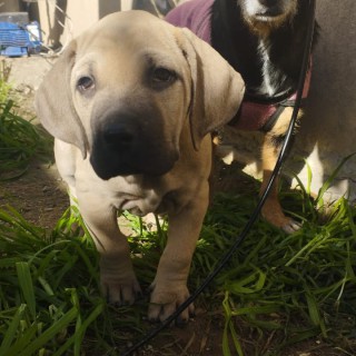 Raza de perro Summer