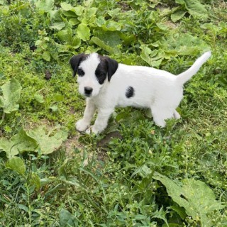 Raza de perro Spikkel