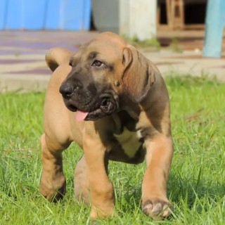 Dog breed Luna CDL