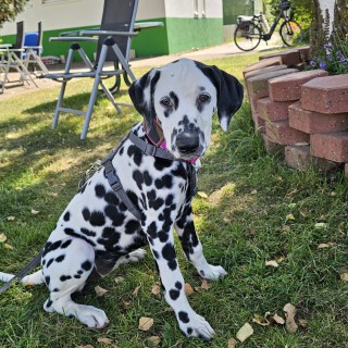 Raza de perro Diva Diamond