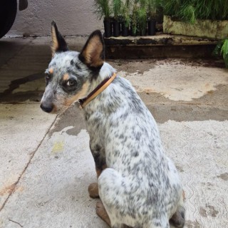 Raza de perro Cooper