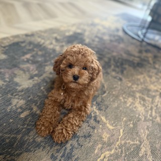 Dog breed Jazz