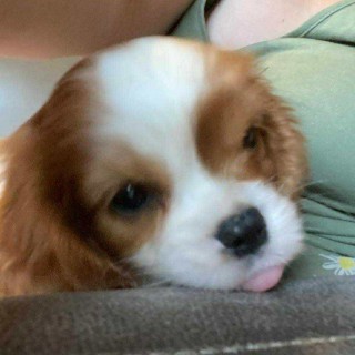 Dog breed Charly