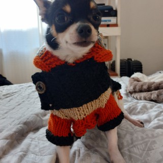 Raza de perro Baudelaire