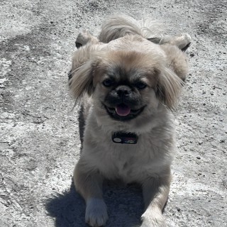 Raza de perro Hinata