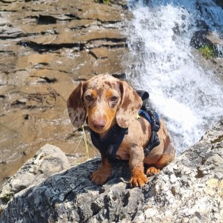 Raza de perro Adèle