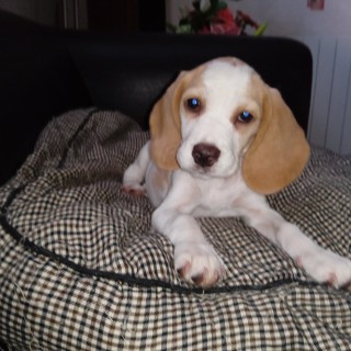 Raza de perro Alouette