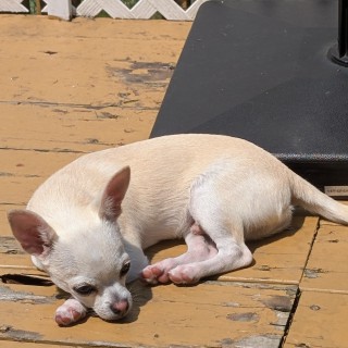 Dog breed Ollie