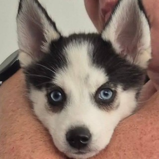 Dog breed Yoda