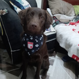 Raza de perro Canela