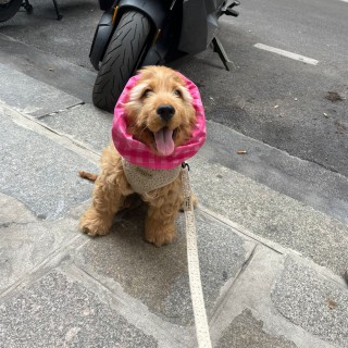 Dog breed Peach