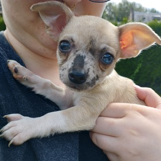 Dog breed Lily