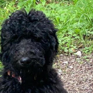 Dog breed Fanny