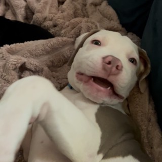 Raza de perro Eazy E