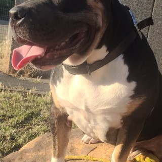 Raza de perro Kayenne