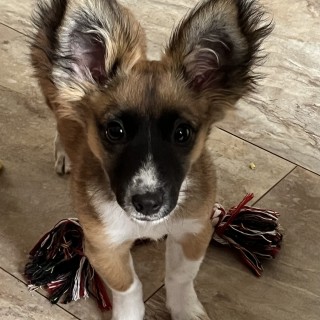 Raza de perro Dárek