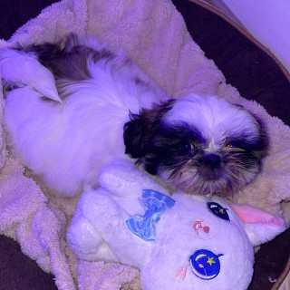 Raza de perro Coco Chanel