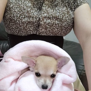 Raza de perro Melody