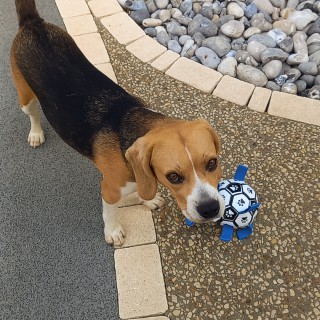 Raza de perro Vanille