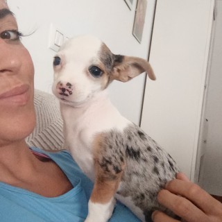 Dog breed YIYI chihuahua