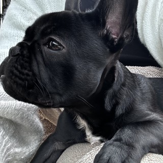 Raza de perro Viktor