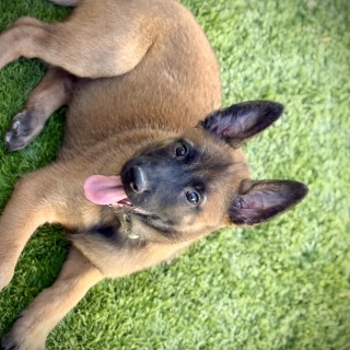 Dog breed Tokio