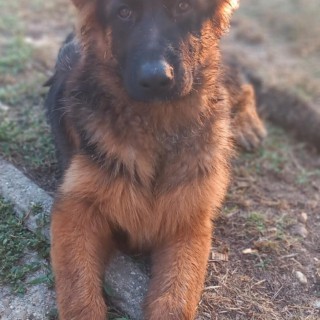 Raza de perro Harley