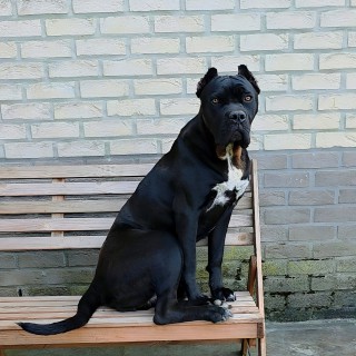 Raza de perro Pantera