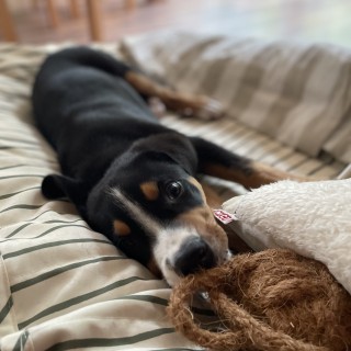 Raza de perro Dexter