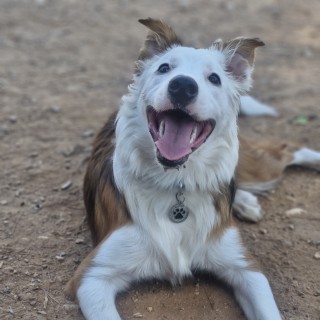 Raza de perro Orión