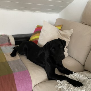 Dog breed Urmel