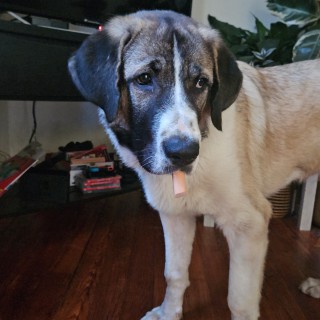 Raza de perro Furilax