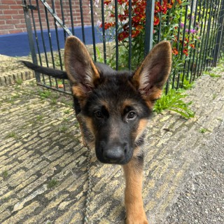 Raza de perro Glimmer